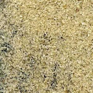 Ponni Short Grain Non Basmati Rice